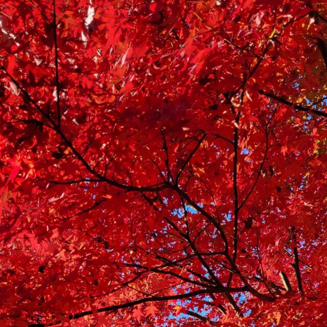 紅々
#箕面の滝 #紅葉 #勝尾寺 #赤