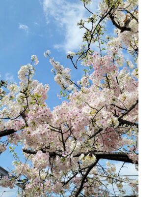 今週末は残ってないやろなー